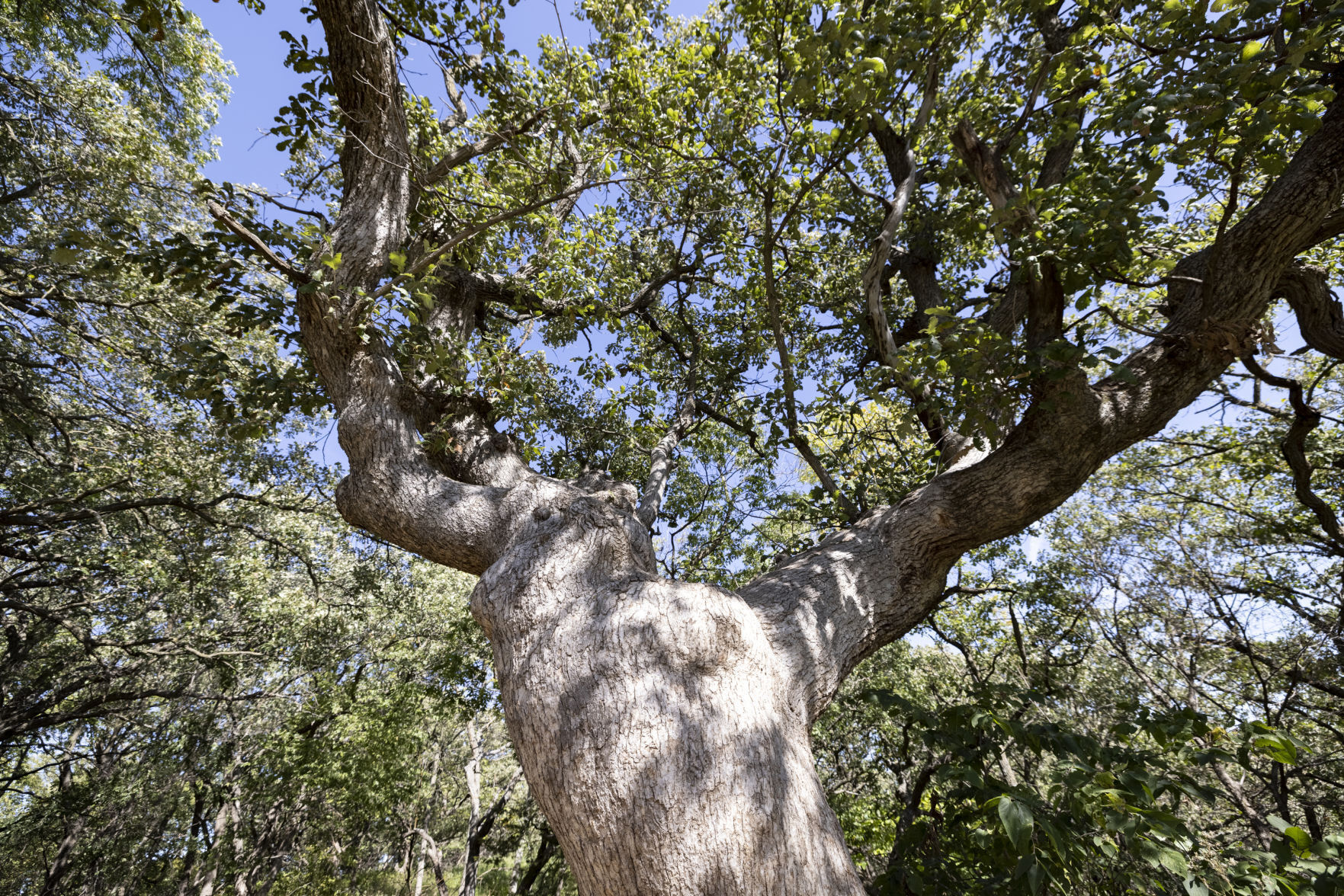 Old oak tree in Ponca State Park
